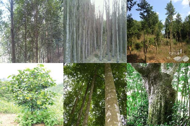 梧桐山沉香树必看18点！1664123255176