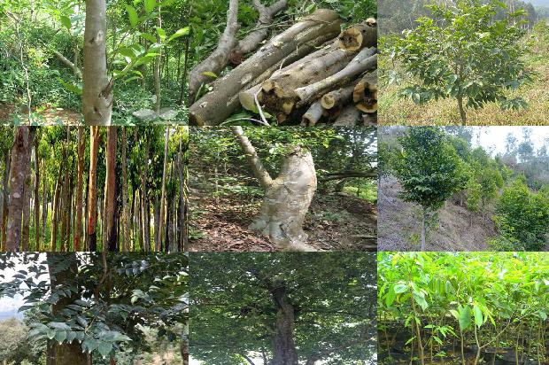 梧桐山沉香树必看18点！1664123255182