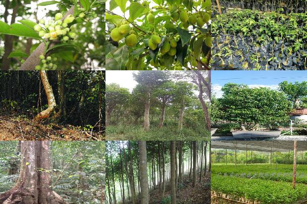 梧桐山沉香树必看18点！1664123255188