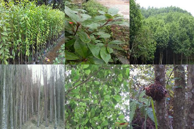 江西有野生沉香树吗20条介绍，一定要看！