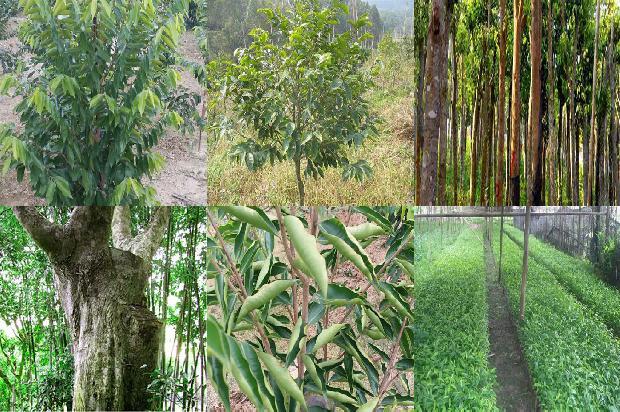 江西有野生沉香树吗20条介绍，一定要看！1664209527058