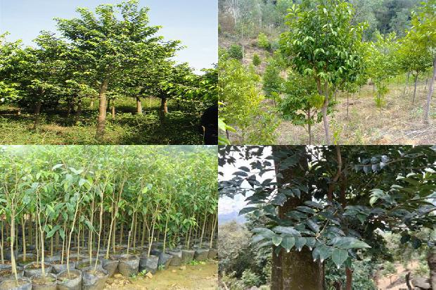 江西有野生沉香树吗20条介绍，一定要看！1664209527070