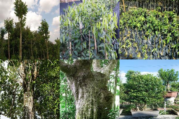 江西有野生沉香树吗20条介绍，一定要看！1664209527076