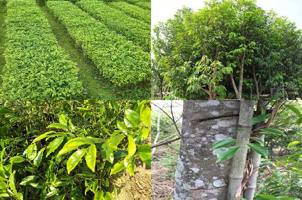 江西有野生沉香树吗20条介绍，一定要看！1664209527082