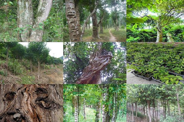 江西有野生沉香树吗20条介绍，一定要看！1664209527088