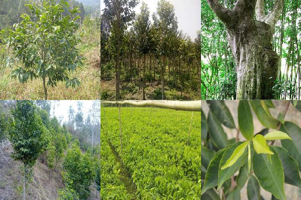 西南沉香树苗必看19点！