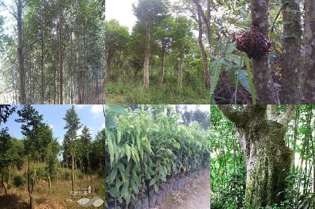 西南沉香树苗必看19点！1664209538693