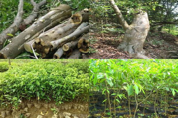 西南沉香树苗必看19点！1664209538699