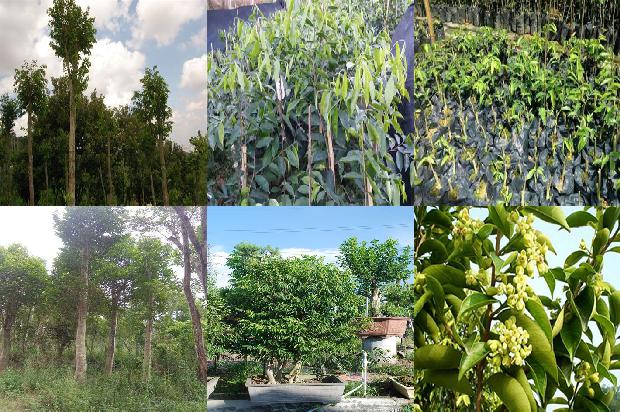 西南沉香树苗必看19点！1664209538706