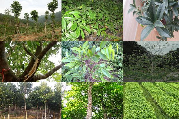 西南沉香树苗必看19点！1664209538712