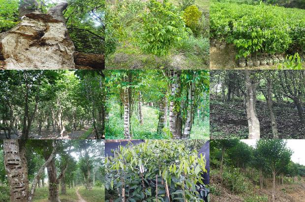 西南沉香树苗必看19点！1664209538718