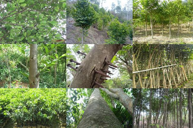 西南沉香树苗必看19点！1664209538724