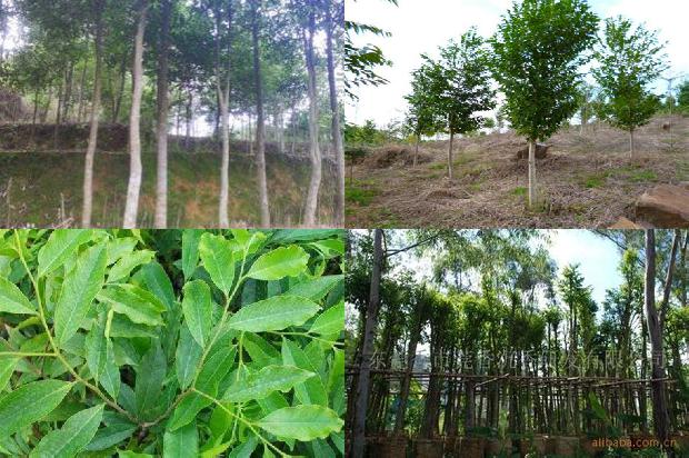 沉香树的用途-必看31条小知识