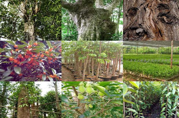 沉香树的用途-必看31条小知识1664209544029