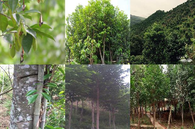 沉香树的用途-必看31条小知识1664209544035