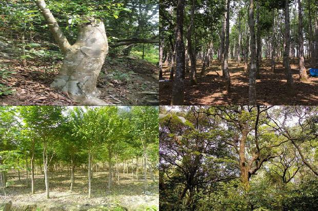 奇楠沉香树多少钱一颗35条介绍