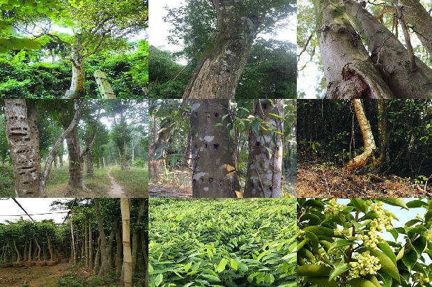 奇楠沉香树多少钱一颗35条介绍1664209550817