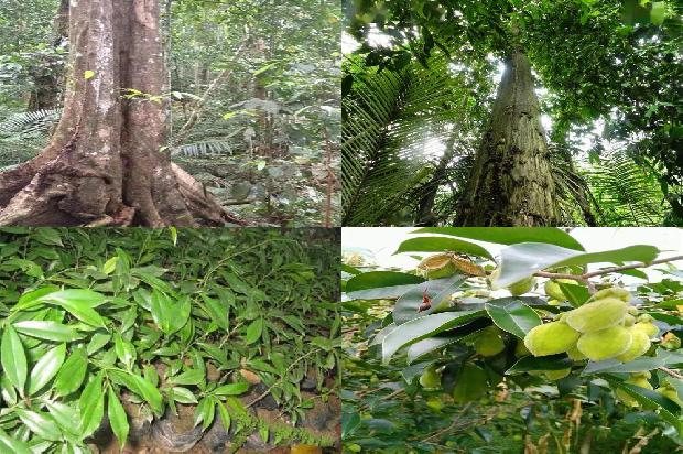 奇楠沉香树多少钱一颗35条介绍1664209550823