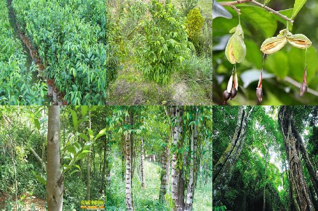 奇楠沉香树多少钱一颗35条介绍1664209550829