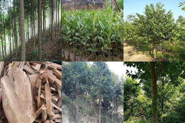 沉香树种植技术-必看29条小知识