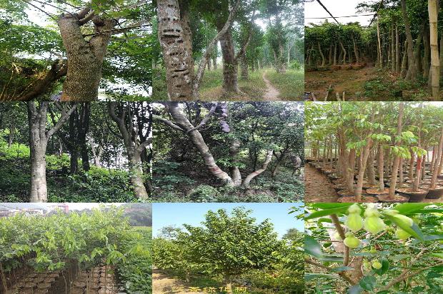 沉香树种植技术-必看29条小知识1664209556235