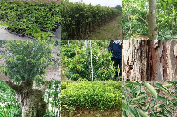 贵州沉香树22条介绍，一定要看！