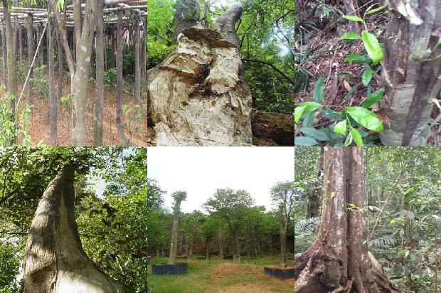 贵州沉香树22条介绍，一定要看！1664209561518