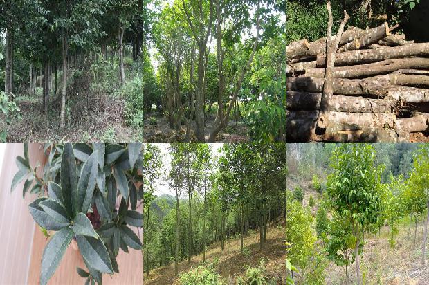 贵州沉香树22条介绍，一定要看！1664209561524