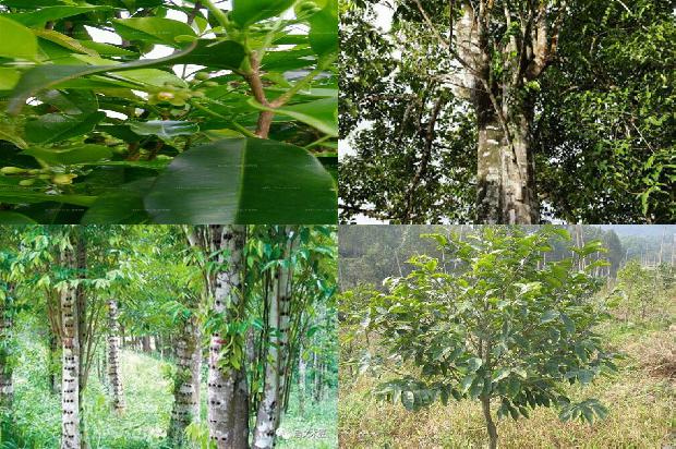 沉香树苗那里卖35条介绍，来看看有哪些