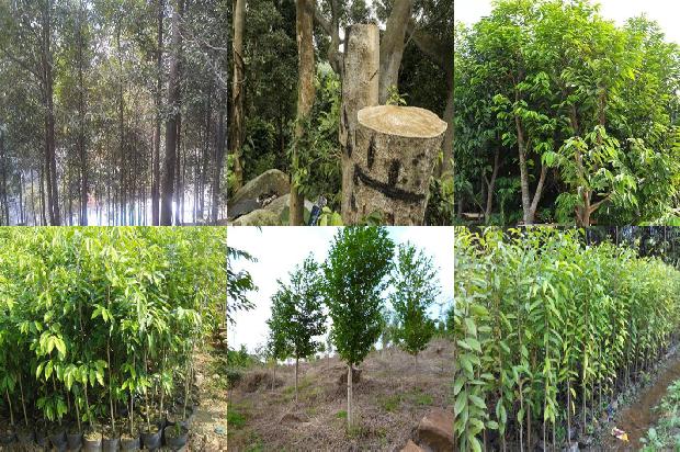 沉香树苗那里卖35条介绍，来看看有哪些1664209569721