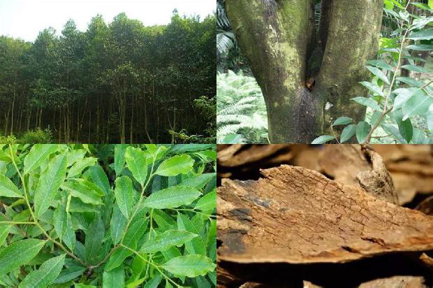 沉香树苗那里卖35条介绍，来看看有哪些1664209569727