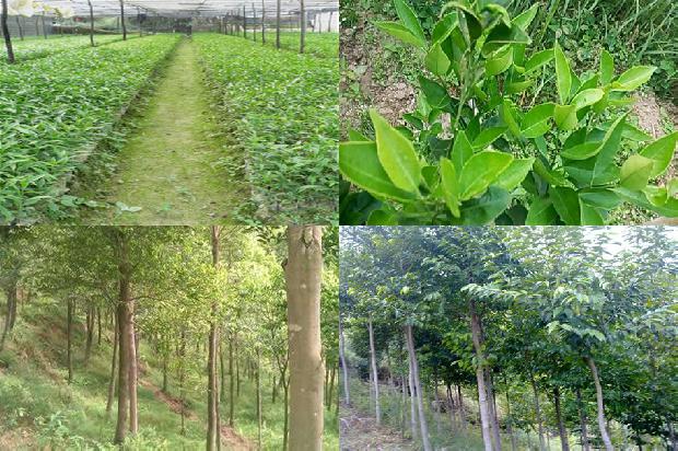 沉香树苗那里卖35条介绍，来看看有哪些1664209569733