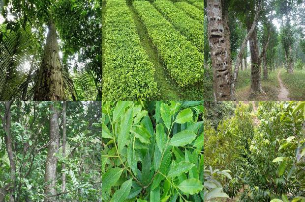 沉香树苗那里卖35条介绍，来看看有哪些1664209569739