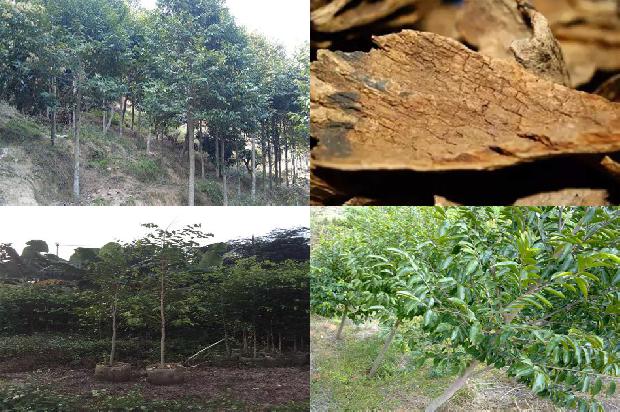 沉香树哪个品种好必看21点！