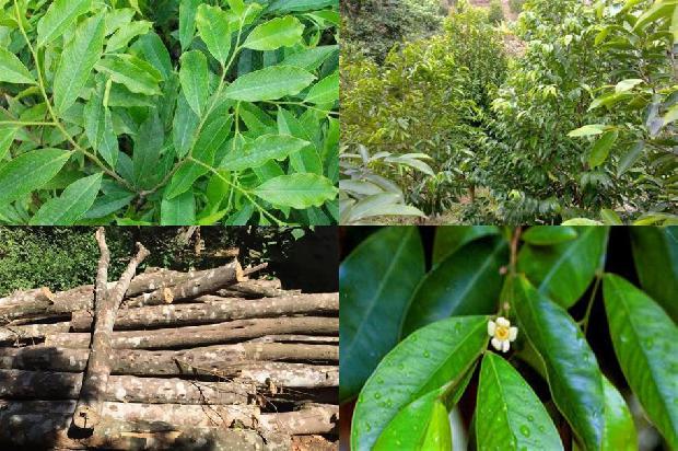 沉香树哪个品种好必看21点！1664209575002