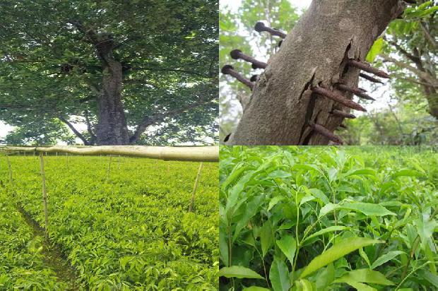 沉香树育苗技术19条介绍，一定要看！