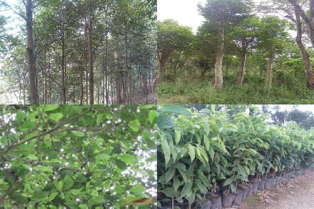 沉香树育苗技术19条介绍，一定要看！1664209580452