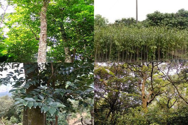 沉香树育苗技术19条介绍，一定要看！1664209580458