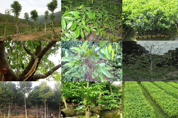 奇楠木沉香树苗34条介绍，你知道么？