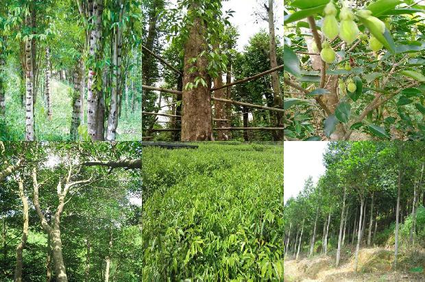 奇楠木沉香树苗34条介绍，你知道么？1664209589164