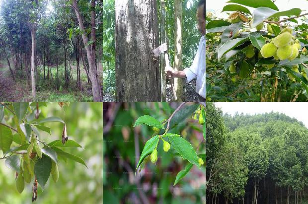 奇楠木沉香树苗34条介绍，你知道么？1664209589170