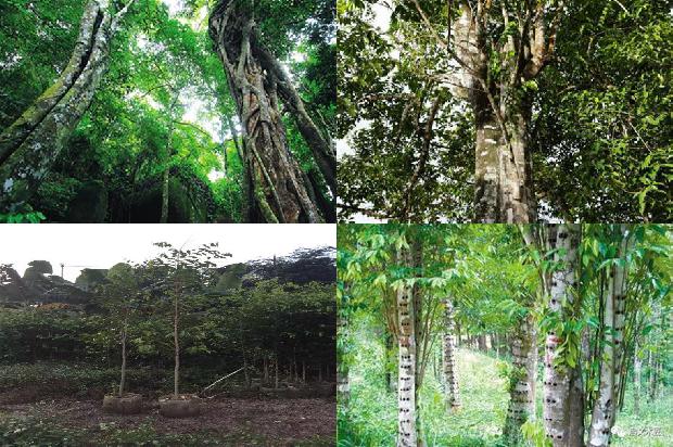 奇楠木沉香树苗34条介绍，你知道么？1664209589176