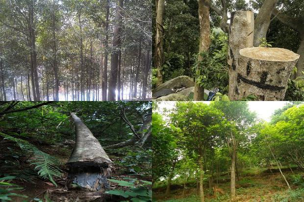 奇楠木沉香树苗34条介绍，你知道么？1664209589183