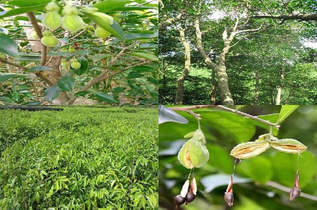 正宗绿奇楠沉香树苗多少钱一棵必看29点！