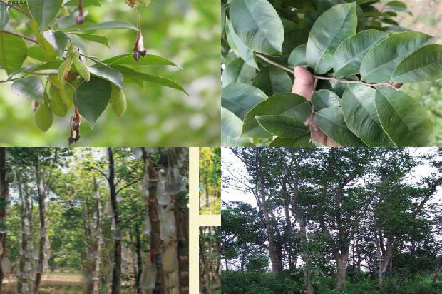 正宗绿奇楠沉香树苗多少钱一棵必看29点！1664295987425