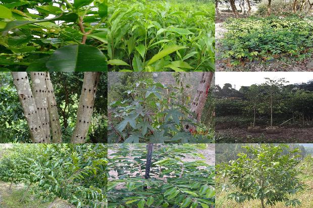 正宗绿奇楠沉香树苗多少钱一棵必看29点！1664295987431