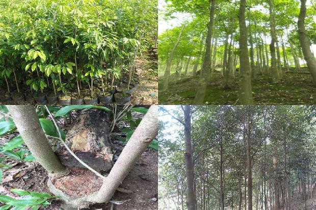 正宗绿奇楠沉香树苗多少钱一棵必看29点！1664295987437