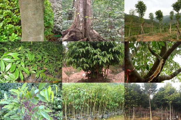 正宗绿奇楠沉香树苗多少钱一棵必看29点！1664295987455