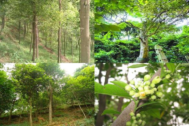 沉香树生长环境的20条小知识