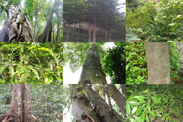 沉香树生长环境的20条小知识1664295993966